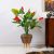 Anthurium With Black Pot A098Ks - 110Cm
