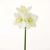 Aw21 Rejoice White Amaryllis L83Cm L20431/Wh