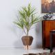 Dracaena Green W/Pot Ap011Ks - 120Cm