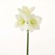 Aw21 Rejoice White Amaryllis L83Cm L20431/Wh